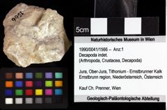 Foto (Objket + Etiketten) von Cracensigillatus acutirostrus (Moericke, 1889) 